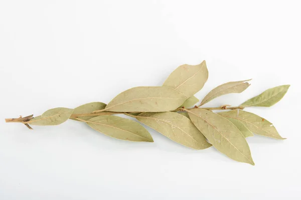 Una Imagen Racimo Hoja Laurel — Foto de Stock