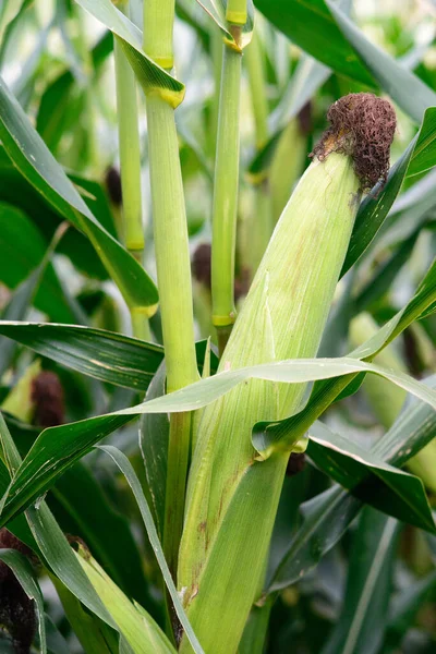 Zöld Kukorica Képe Levelekkel — Stock Fotó