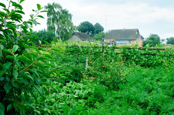 Paesaggio di giardino nel villaggio — Foto Stock