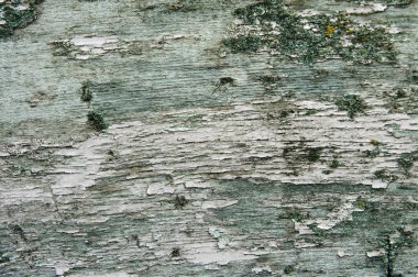 Eski kabuk Ahşap dokusu