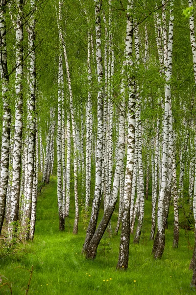Birch grove in the spring — Stock Photo, Image