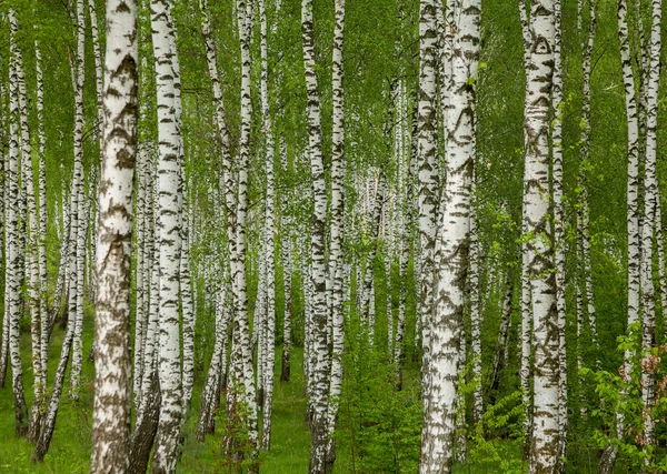 Birch grove in the spring — Stock Photo, Image