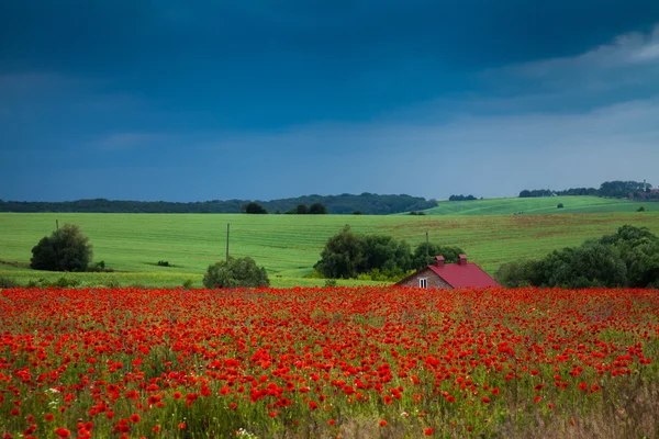 Un champ de coquelicots rouges — Photo