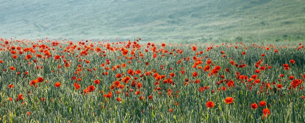 Papavers — Stockfoto