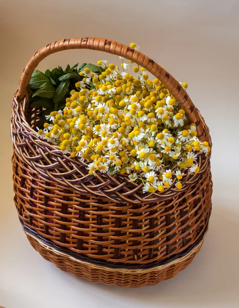 Sklizeň Matricaria chamomilla — Stock fotografie