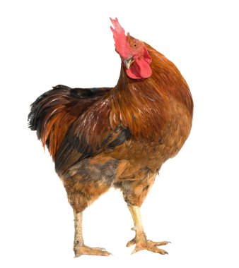 horoz beyaz arkaplanda izole edildi