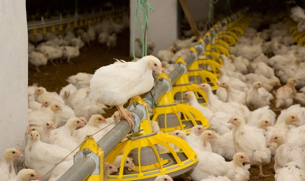 Pollos. Granja avícola — Foto de Stock