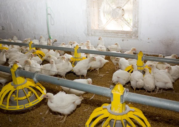 Chickens. Poultry farm — Stock Photo, Image