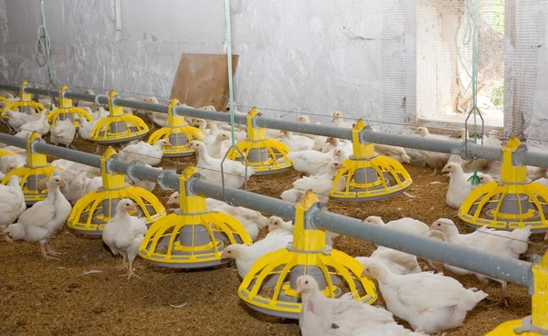 Chicken . Poultry farm — Stock Photo, Image