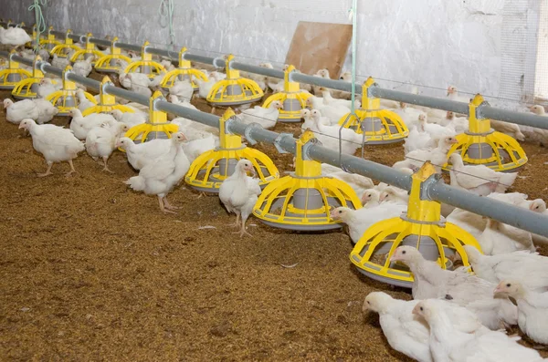 Chicken . Poultry farm — Stock Photo, Image