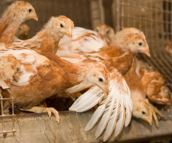 Frango marrom em uma jaula . — Fotografia de Stock