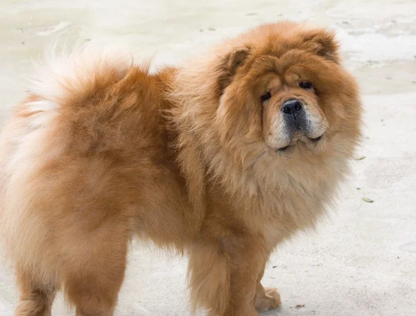 Portret van hond chow chow — Stockfoto