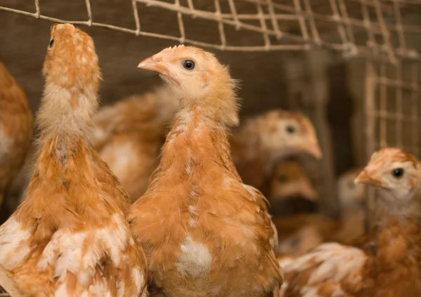 Poulet brun dans une cage . — Photo