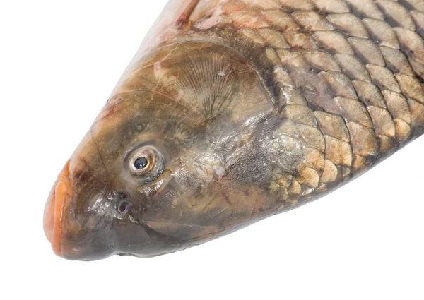 Peixe carpa isolado sobre fundo branco — Fotografia de Stock
