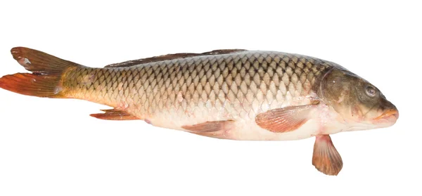 Carp fish isolated on white background — Stock Photo, Image