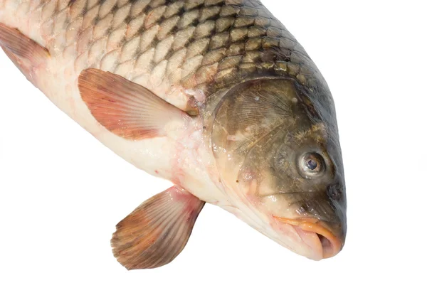 Peixe carpa isolado sobre fundo branco — Fotografia de Stock