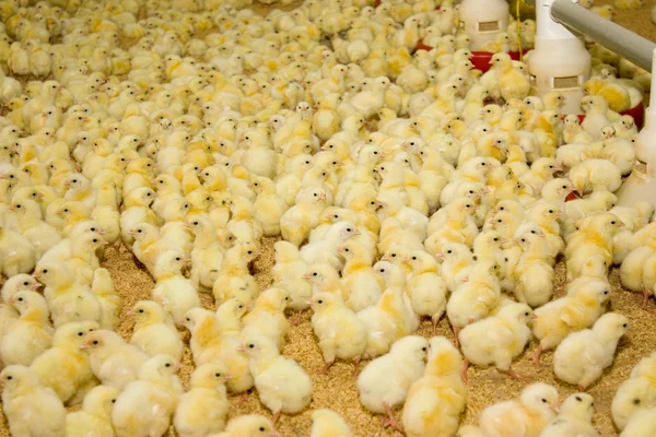 Kylling. Fjørfeoppdrett – stockfoto