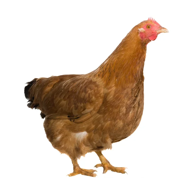 Gallina marrón aislada en blanco — Foto de Stock