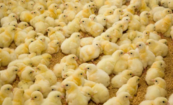 鸡。家禽农场 — 图库照片#
