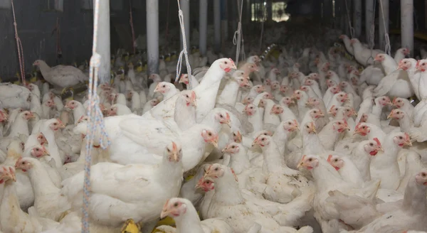 Białe kurczęta na fermie drobiu. Białe mięso i produkcji jaj — Zdjęcie stockowe