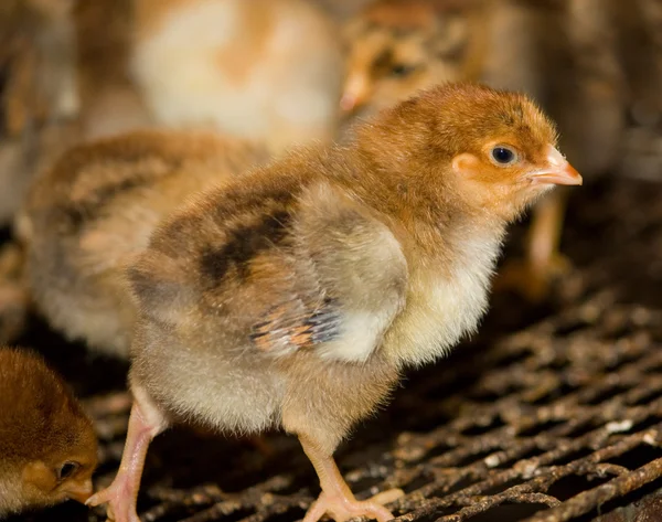 Slepice v kleci u drůbeže na farmě. — Stock fotografie