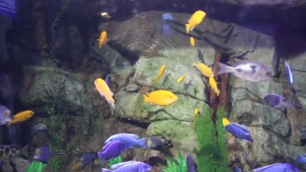 Los peces de los mares tropicales — Vídeo de stock