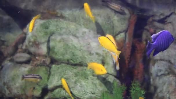 Los peces de los mares tropicales — Vídeo de stock