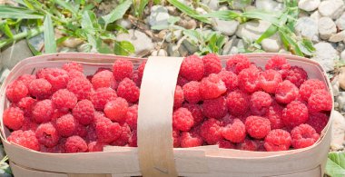 Olgun Kırmızı Ahududu ile hasır sepet. 