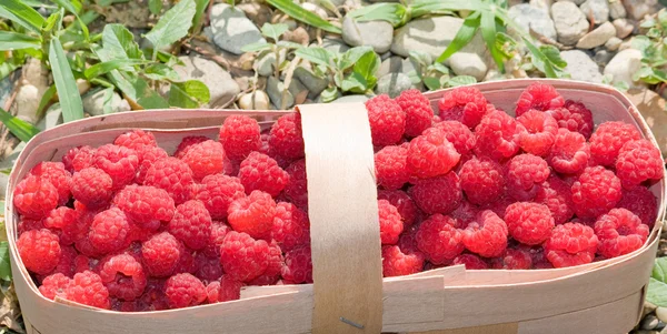 Basket of fresh sweet raspberries