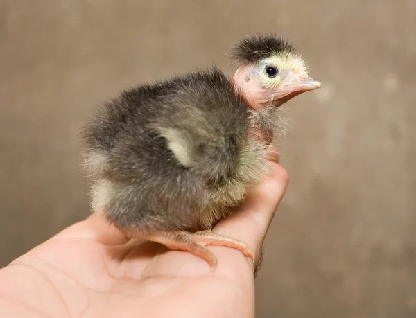 Baby kočka leží na dlaň. — Stock fotografie