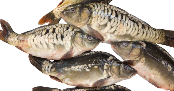 A few mirror carp on a white — Stock Photo, Image