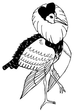 Çulluk kanatlarını açtı. Renkler için çizim