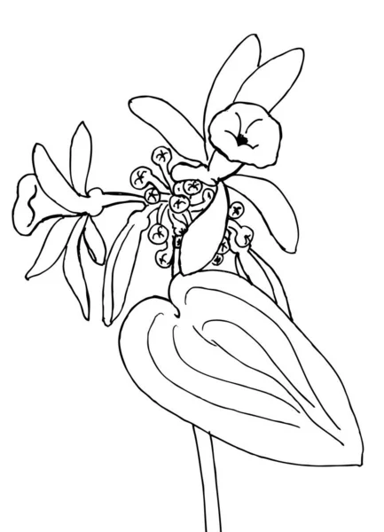 Гілка Квітучої Ванілі Малюнок Розмальовки Антистресової — стоковий вектор
