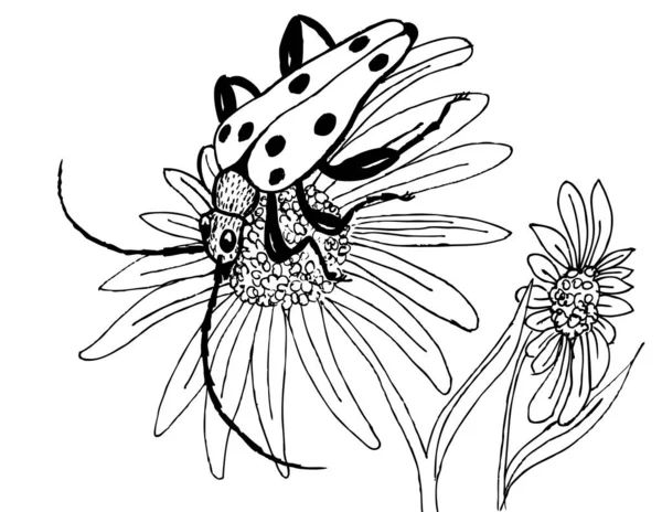 Bir Çiçekte Benekli Böcek Renkler Için Siyah Beyaz Çizim — Stok Vektör