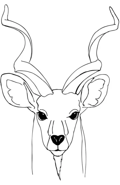 Portrét Antilopy Kudu Černobílá Kresba Pro Zbarvení — Stockový vektor