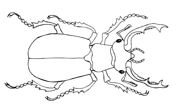 Stag Beetle Drawing Coloring Antistress — Stock Vector