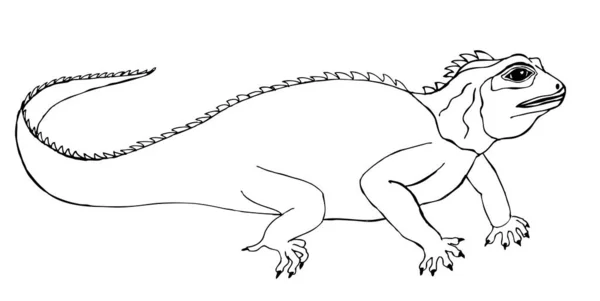 Dessin Pour Coloriage Grand Iguane Lézard — Image vectorielle