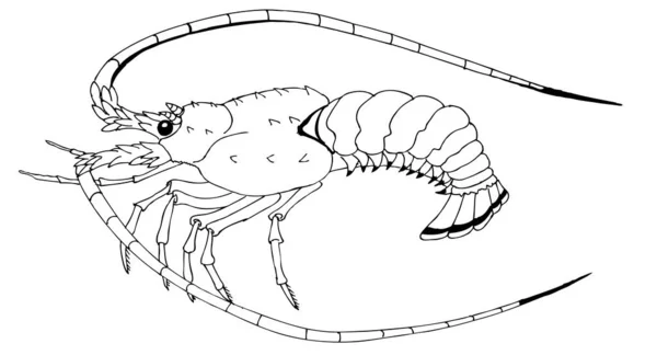 Dibujo Para Colorear Cangrejo Río Langoust Decápodo — Vector de stock