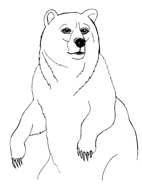 Desenho Para Colorir Urso Está Suas Patas Traseiras — Vetor de Stock