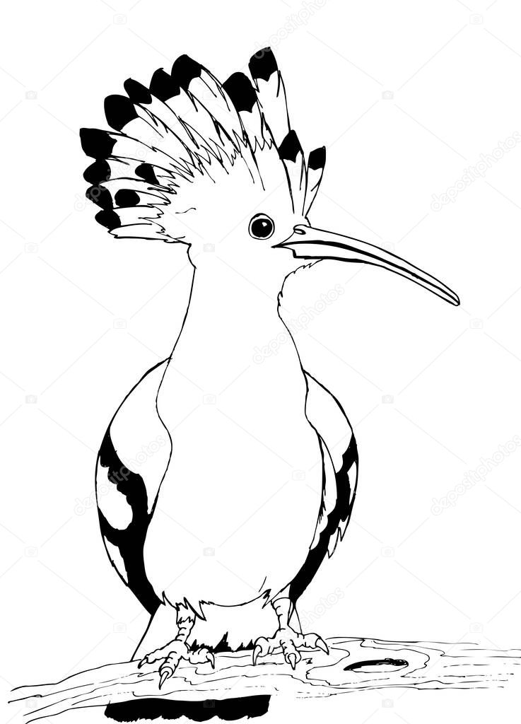 Portrait of a hoopoe bird. Black and white drawing for coloring