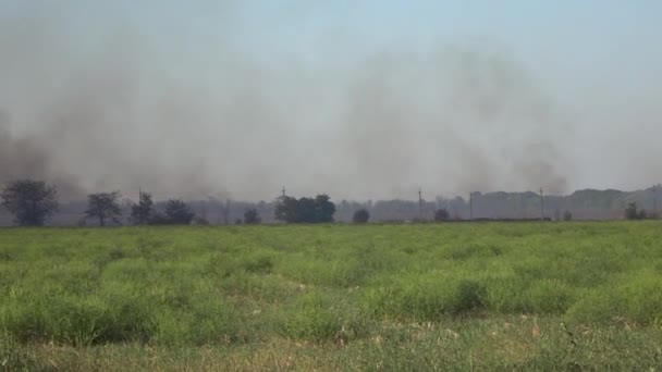 Fire Black Smoke Rises Fields — Stock Video