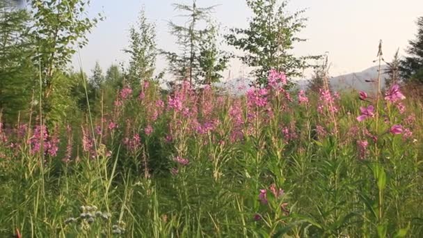Thickets of flowering fireweed with butterflies