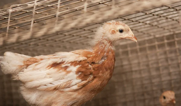 Frango marrom em uma jaula. Exploração avícola — Fotografia de Stock