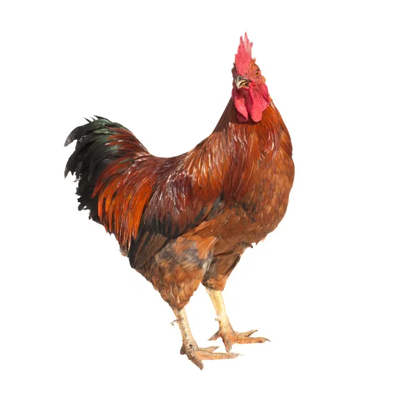Rooster isolated on white background — Stock Photo, Image
