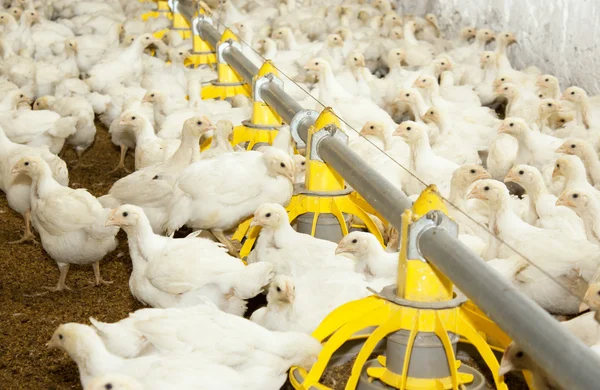 Granja avícola. Pollos de engorde —  Fotos de Stock