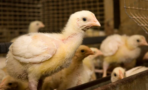 Pollos de engorde. Granja avícola —  Fotos de Stock