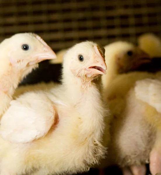 Csirke brojlercsirkék. Baromfitartó gazdaság — Stock Fotó