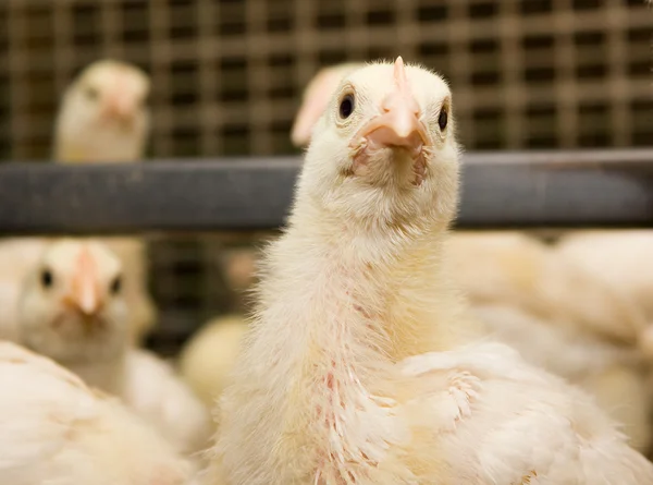 Chicken broilers. Poultry farm — Stock Photo, Image