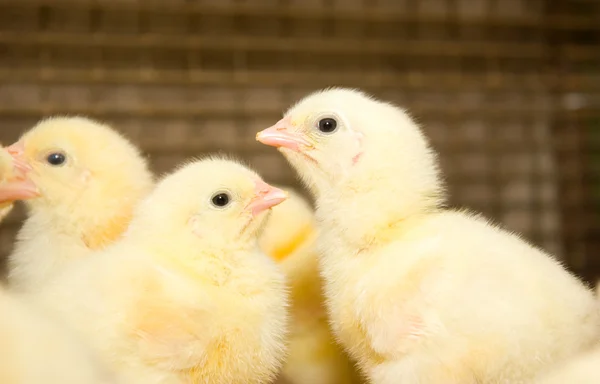 Kuřecí brojleři. Drůbeží farma — Stock fotografie