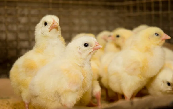 Kuřecí brojleři. Drůbeží farma — Stock fotografie